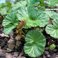 Gunnera magellanica 
